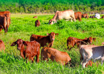 34.300 nhân sự đang làm cho Thaco Agri, tham vọng trên thị trường nông nghiệp của Thaco khủng cỡ nào?