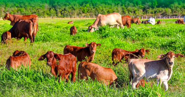 34.300 nhân sự đang làm cho Thaco Agri, tham vọng trên thị trường nông nghiệp của Thaco khủng cỡ nào?