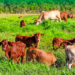 34.300 nhân sự đang làm cho Thaco Agri, tham vọng trên thị trường nông nghiệp của Thaco khủng cỡ nào?